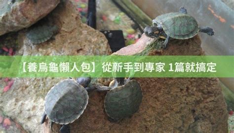 養烏龜 注意事項|【養烏龜懶人包】：從新手到專家，1篇就搞定